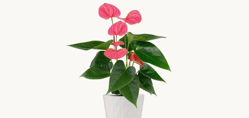 Vibrant anthurium plant with glossy pink flowers and lush green leaves in a modern pot.