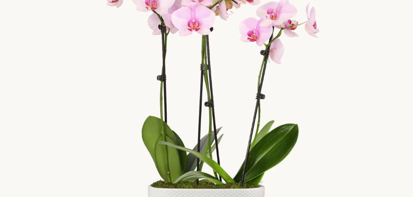 Elegant pink orchids in a stylish white planter, perfect for home decor or gifts.