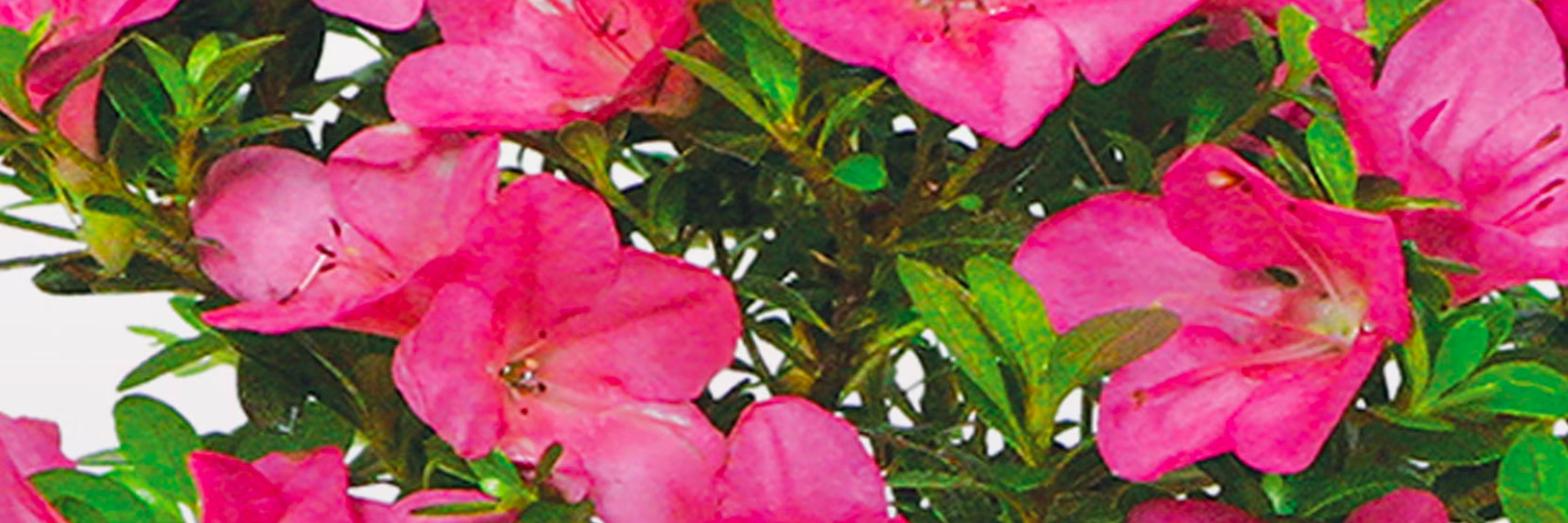 Vibrant pink azalea flowers blooming amidst lush green foliage in a striking display.