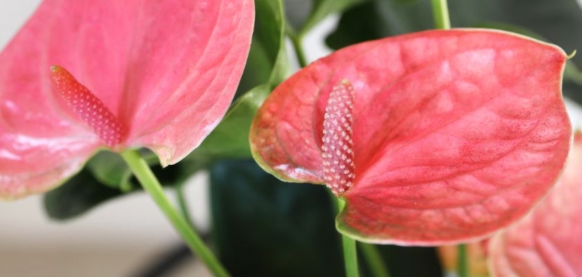 Vibrant pink anthurium flowers with glossy leaves, creating a stunning tropical display.