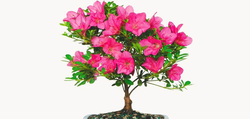 A vibrant azalea bonsai tree with blooming pink flowers and lush green leaves.