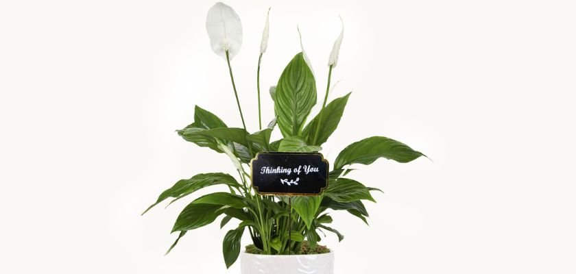 Elegant peace lily plant with lush green leaves and a heartfelt "Thinking of You" sign.