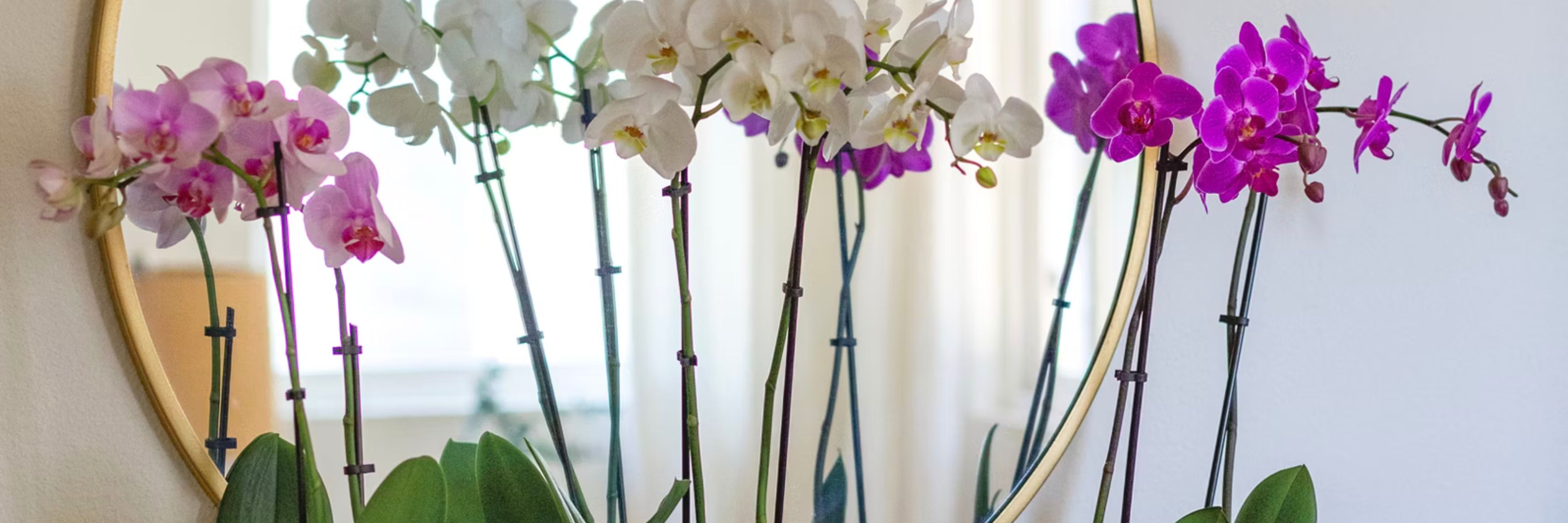 A stunning display of vibrant orchids in a circular mirror frame, enhancing any decor.