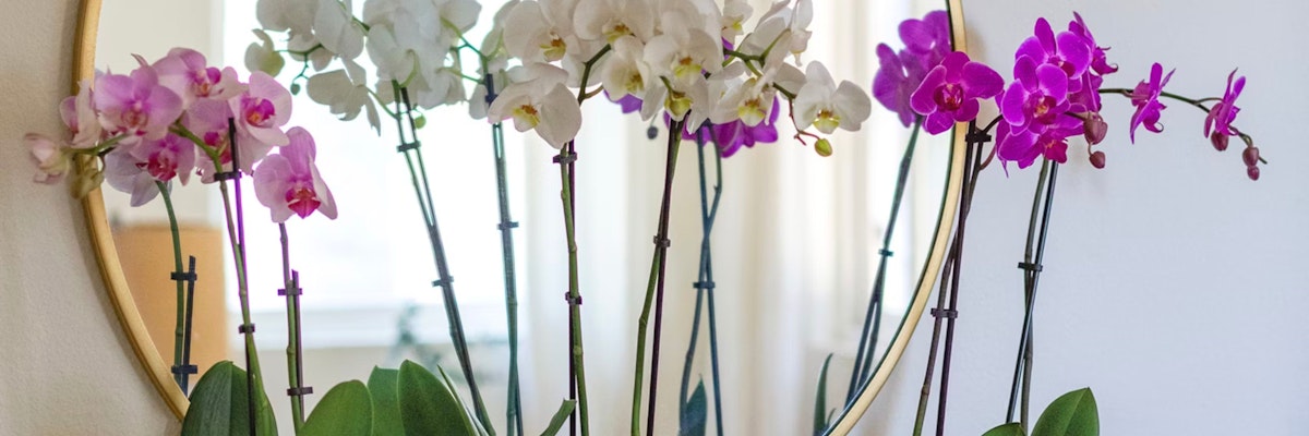 A stunning display of vibrant orchids in a circular mirror frame, enhancing any decor.