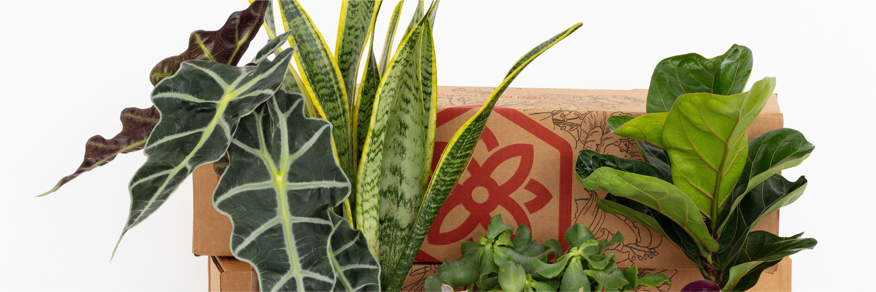 A curated collection of indoor plants beautifully arranged in a decorative box.