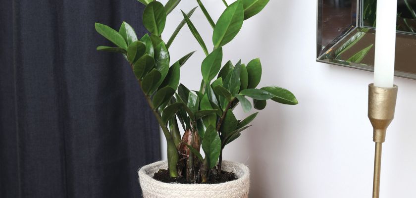 Zamioculcas zamiifolia in a decorative pot, perfect for home decor and easy care.
