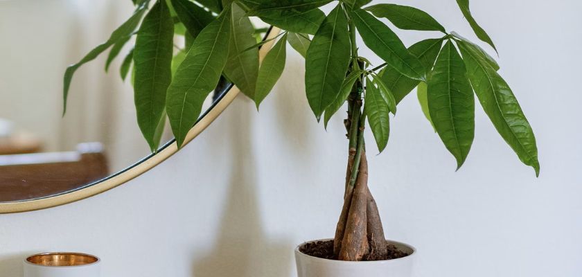 Elegant money tree plant with lush green leaves in a modern white pot, enhancing decor.