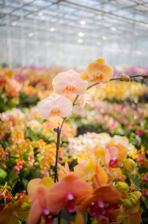 NYBG Orchids Exhibition