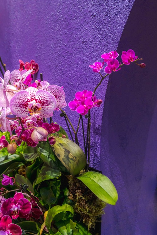 NYBG and BloomsyBox