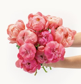 Vibrant bouquet of pink peonies held in a hand, showcasing soft blooms and lush petals.