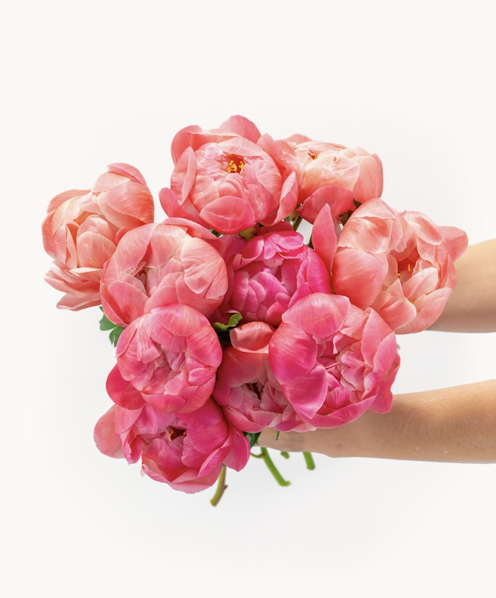 Vibrant bouquet of pink peonies held in a hand, showcasing soft blooms and lush petals.
