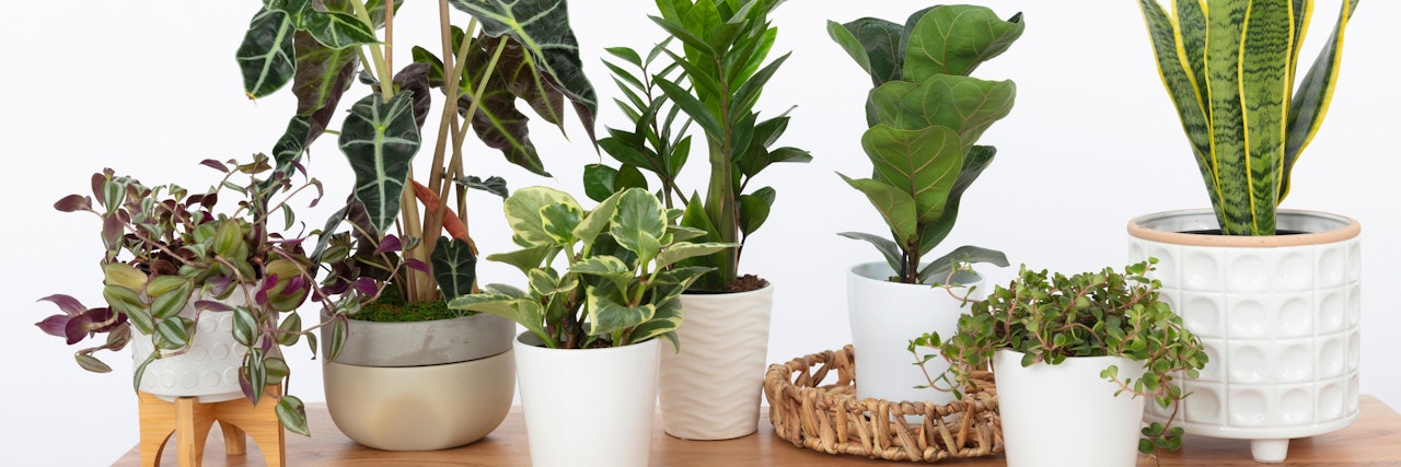 A stylish indoor plant arrangement featuring diverse greenery in contemporary pots.