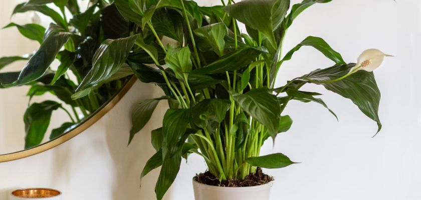 Lush green peace lily plant in a stylish pot, adding elegance to home decor.