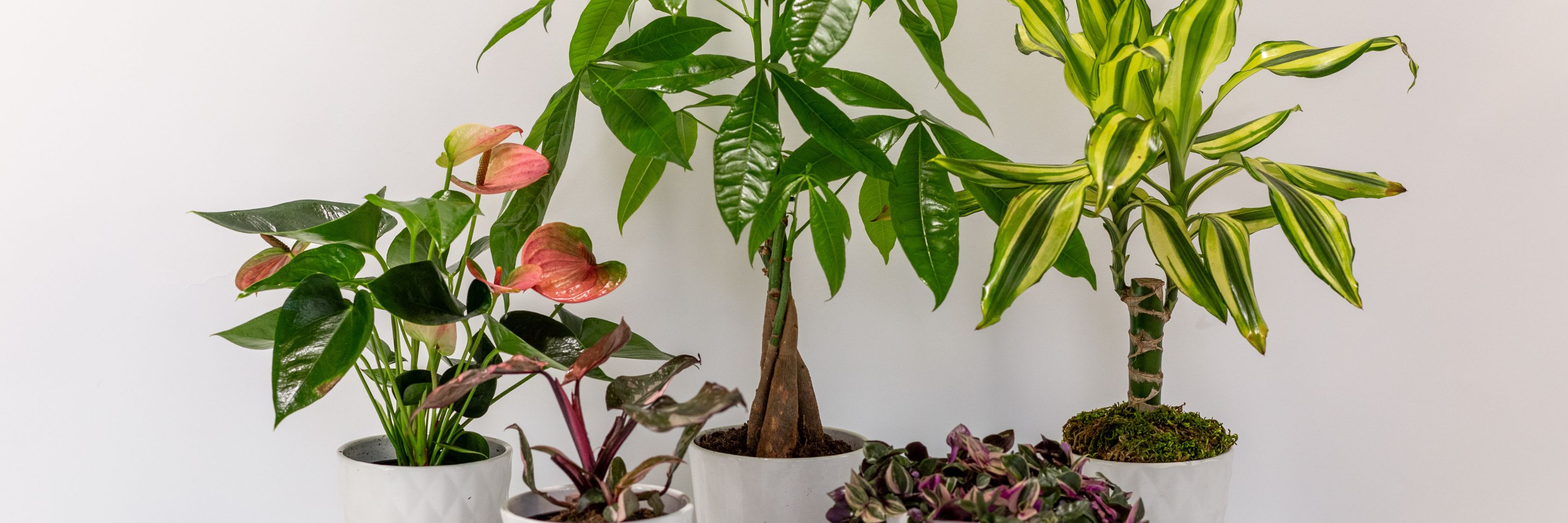A collection of vibrant indoor plants in stylish pots, enhancing home decor and air quality.