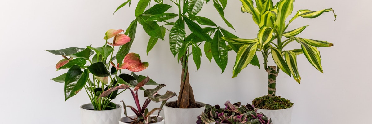 A collection of vibrant indoor plants in stylish pots, enhancing home decor and air quality.