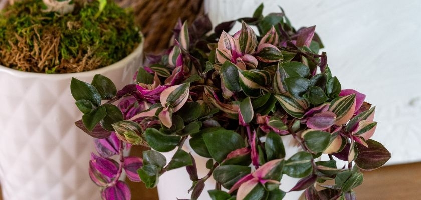 Vibrant pink and green Tradescantia plant in a stylish white pot, perfect for home decor.