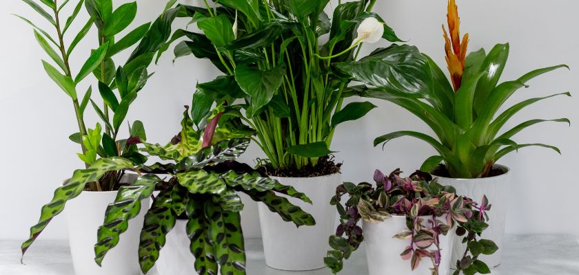 Assorted indoor plants including peace lily and calathea in stylish white pots.