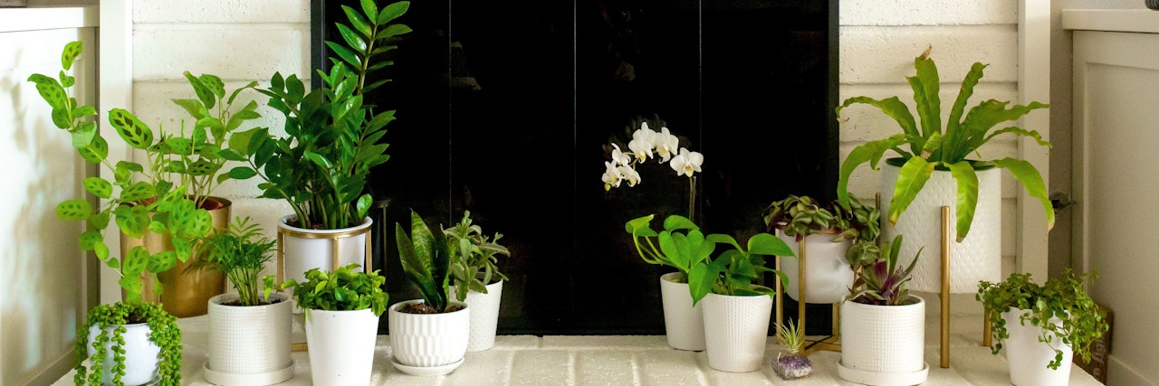 A variety of indoor plants in white pots, arranged elegantly by a fireplace.