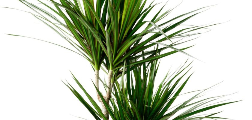 Lush green dracaena plant with long arching leaves, perfect for indoor decor.