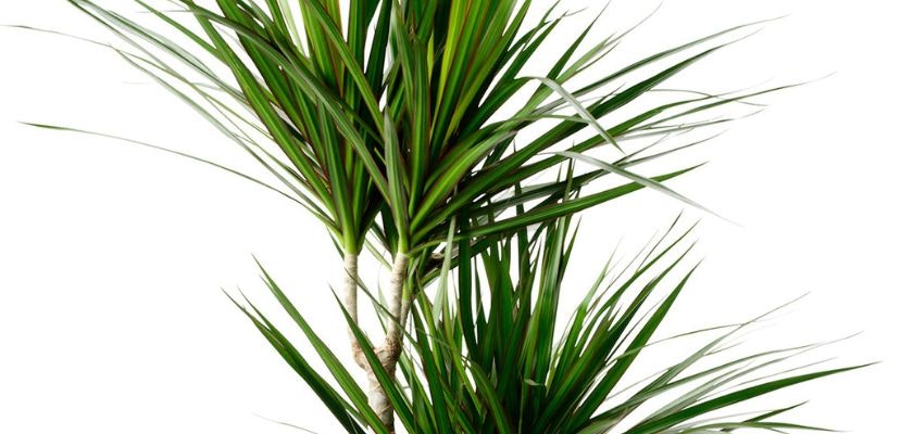 Lush green dracaena plant with long arching leaves, perfect for indoor decor.