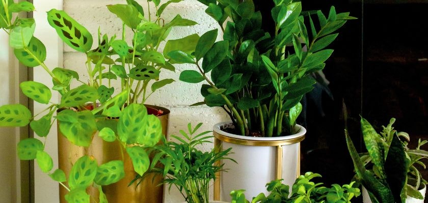 Lush green indoor plants in stylish pots, enhancing a cozy living space with vibrant greenery.