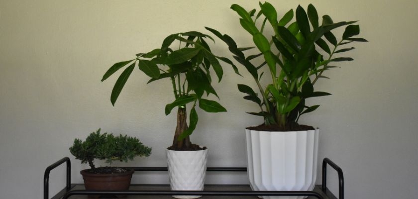 A stylish plant display featuring lush greenery in elegant pots on a modern shelf.