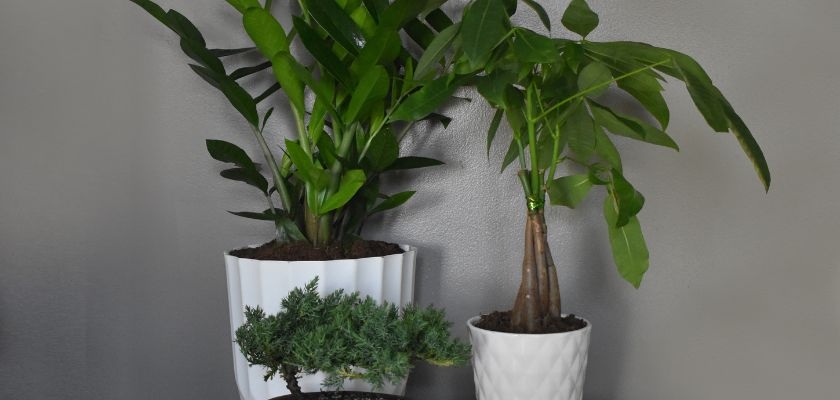 Indoor plants in stylish white pots, bringing greenery and elegance to any space.
