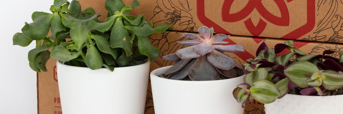 Three potted indoor plants featuring vibrant green leaves in stylish white containers.