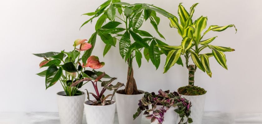 A diverse collection of indoor plants in decorative white pots, enhancing any space.