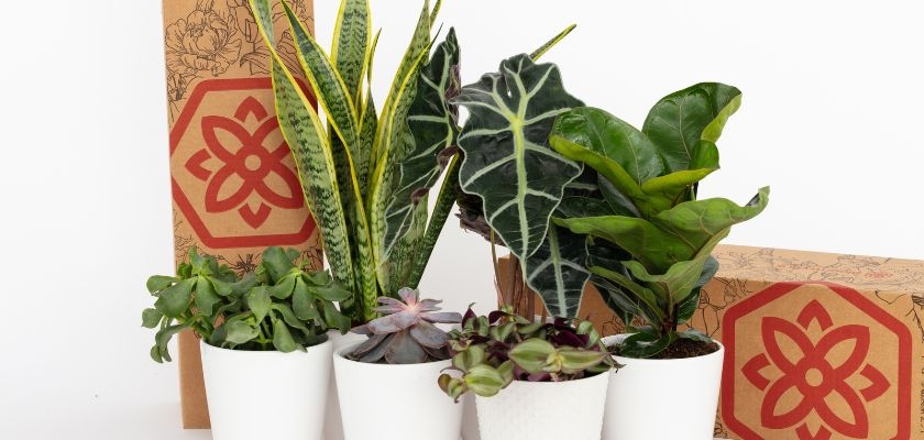 Vibrant assortment of indoor plants in white pots, ideal for home decor and gifting.