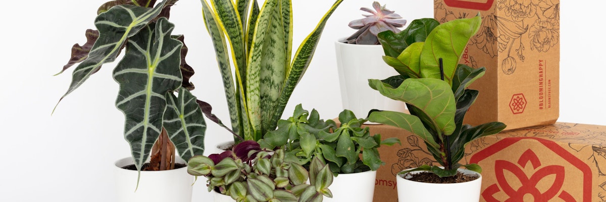 A stylish arrangement of indoor plants in white pots, perfect for home decor or gifts.
