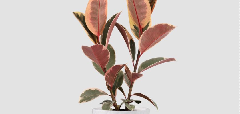 Vibrant rubber plant with striking red and green leaves in a sleek white pot.