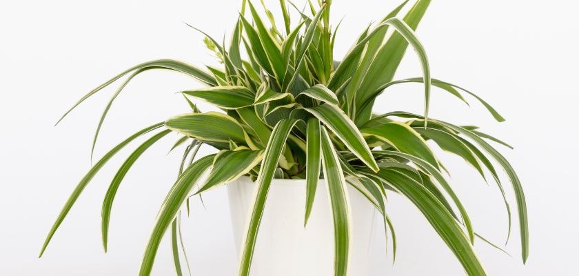 Lush green spider plant in a white pot, perfect for adding vitality to any space.