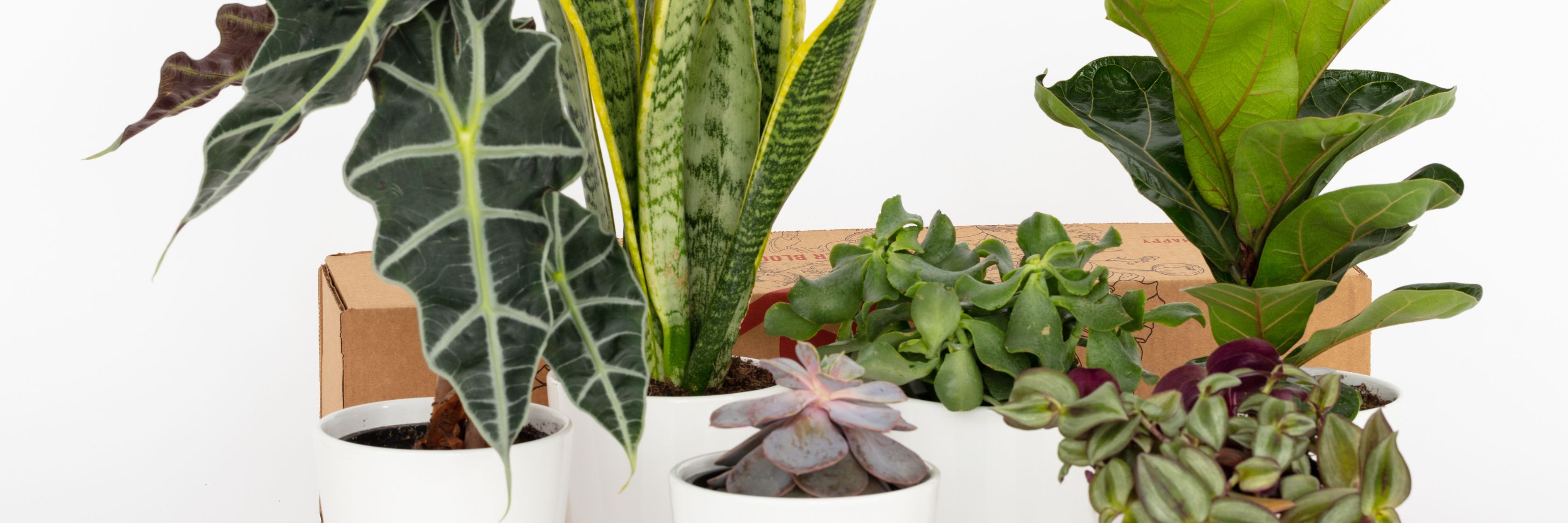A variety of indoor potted plants, including succulents and leafy greens, on display.