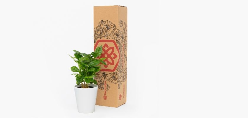 Potted indoor plant with vibrant green leaves, presented in a stylish gift box.