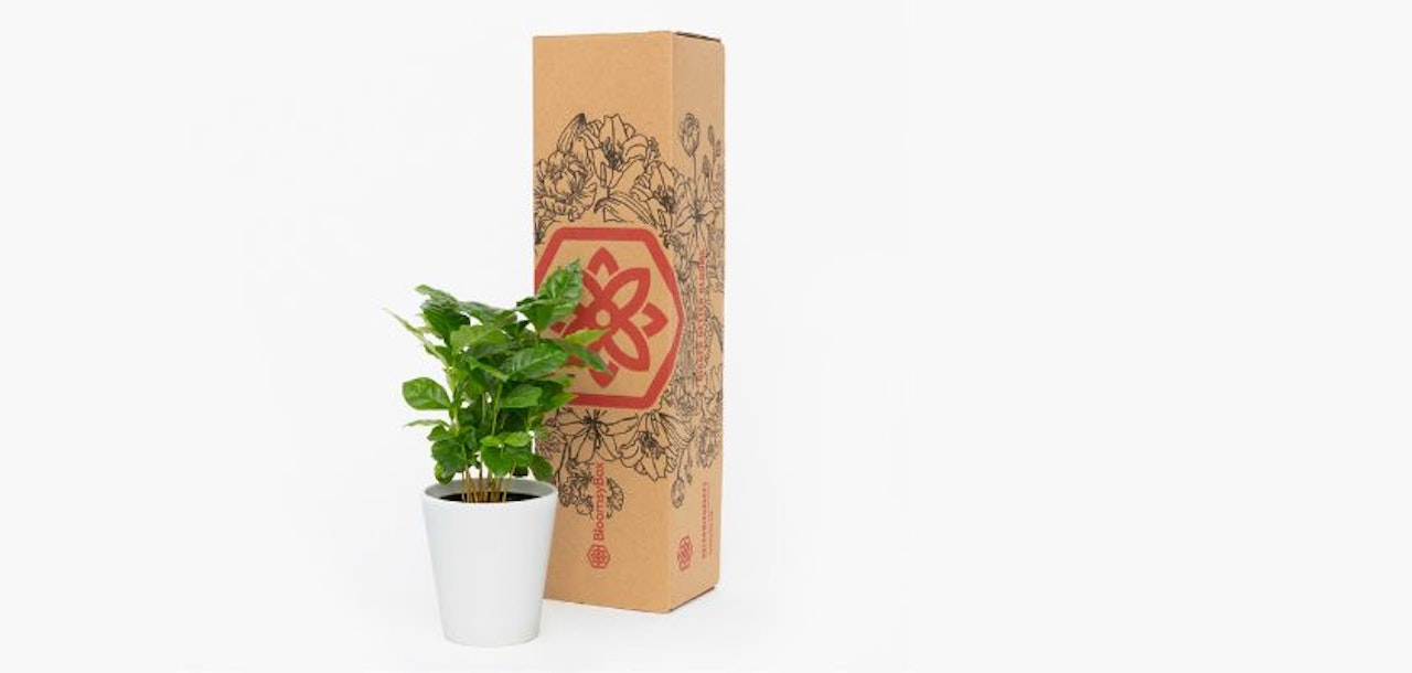 Potted indoor plant with vibrant green leaves, presented in a stylish gift box.