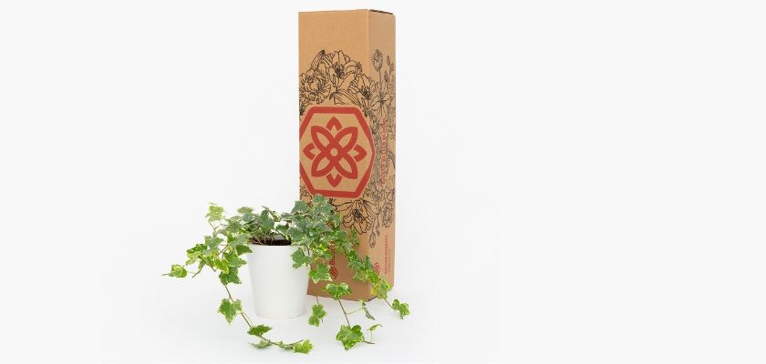 Elegant green ivy plant in a minimalist white pot beside eco-friendly packaging box.