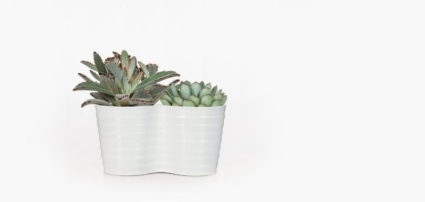 A modern white planter featuring a vibrant arrangement of decorative succulents.