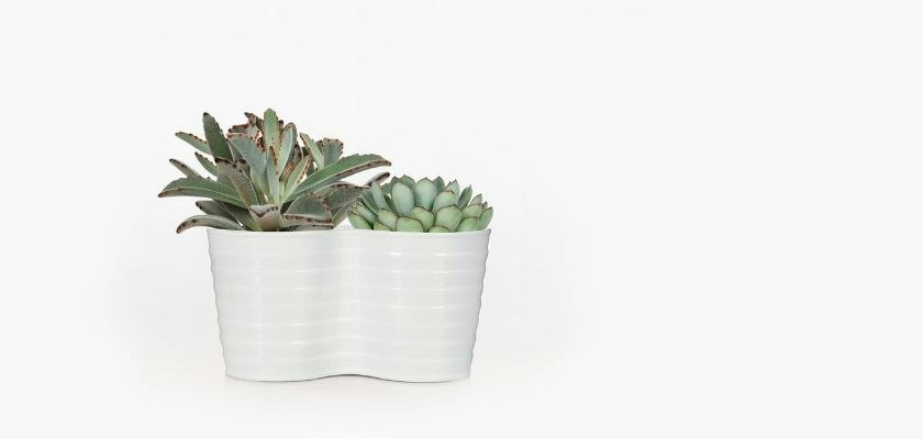 A modern white planter featuring a vibrant arrangement of decorative succulents.