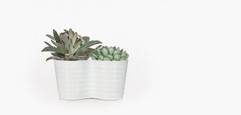 A modern white planter featuring a vibrant arrangement of decorative succulents.