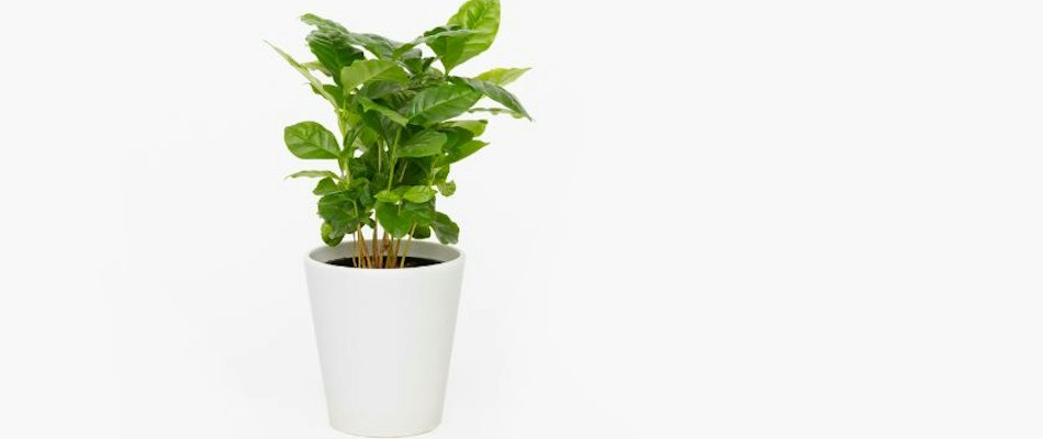 Lush green indoor plant in a sleek white pot, perfect for home decor and styling.