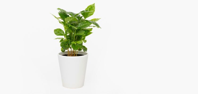Lush green indoor plant in a sleek white pot, perfect for home decor and styling.
