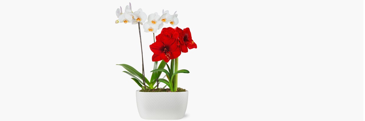 Vibrant red orchids and white blooms in a stylish white planter, perfect for decoration.
