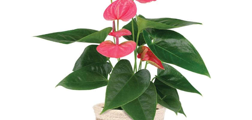 Vibrant pink anthurium plant with lush green leaves in a decorative pot. Perfect for decor.