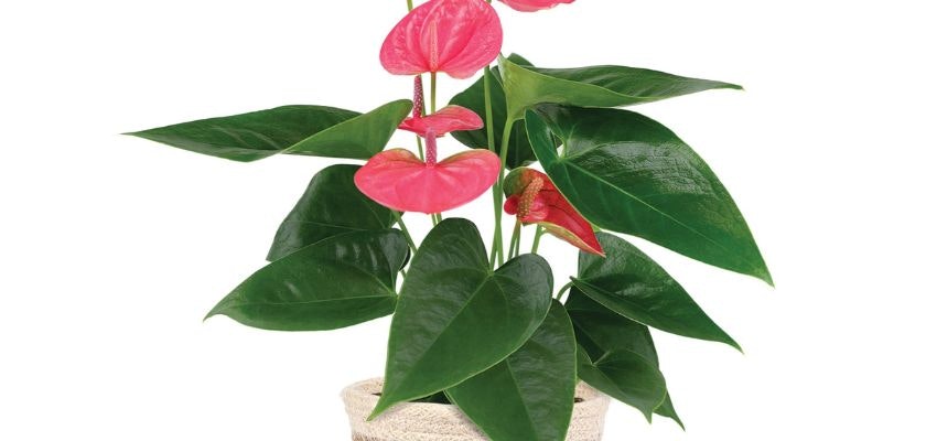 Vibrant pink anthurium plant with lush green leaves in a decorative pot. Perfect for decor.