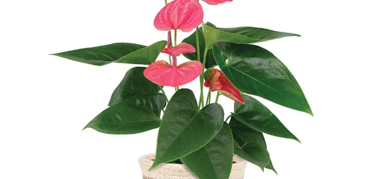 Vibrant pink anthurium plant with lush green leaves in a decorative pot. Perfect for decor.