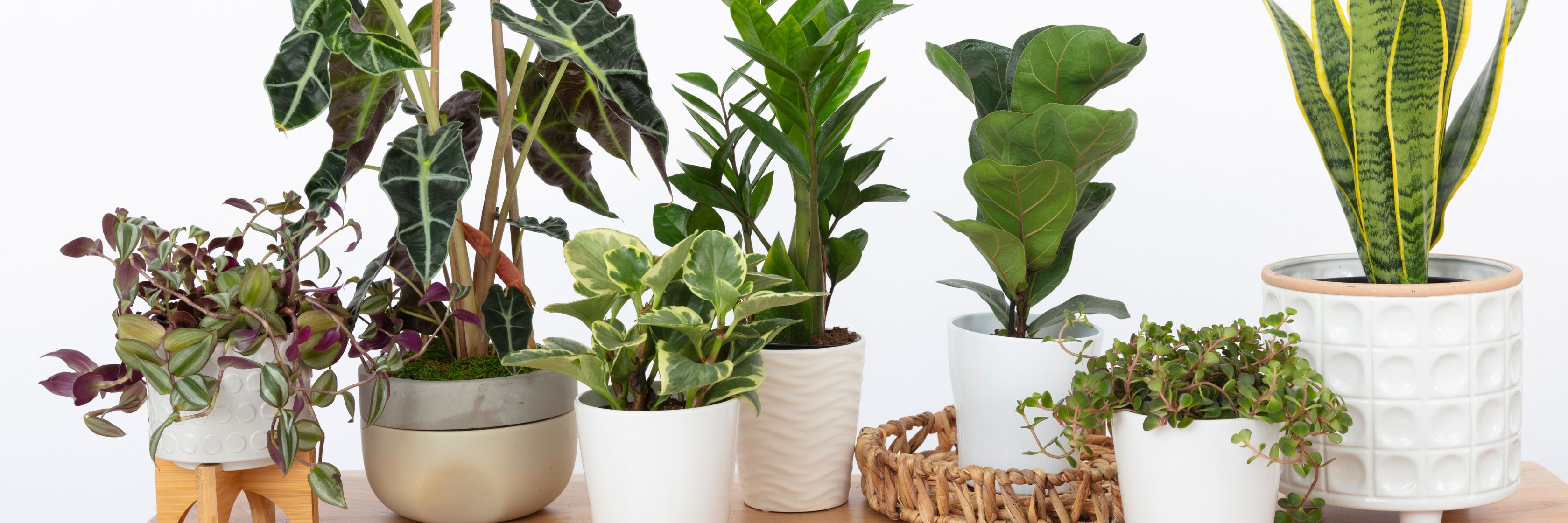A vibrant collection of indoor plants in stylish pots, enhancing any living space decor.