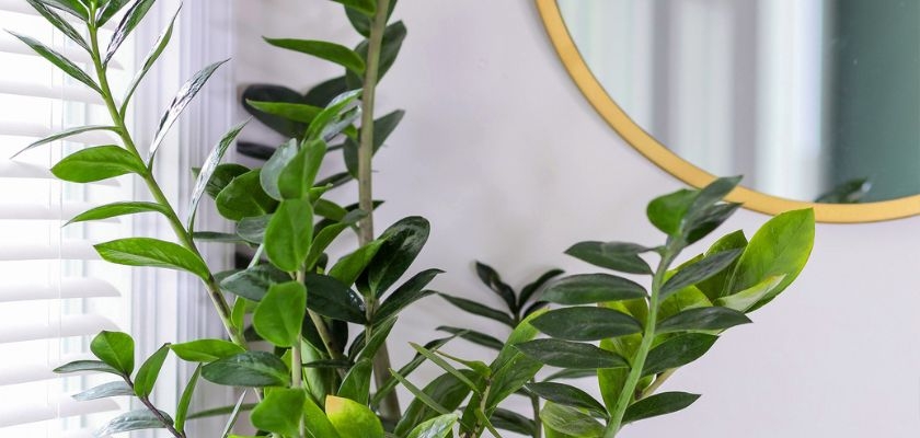 Lush green Zamioculcas zamiifolia plant beside a circular gold mirror, brightening the space.