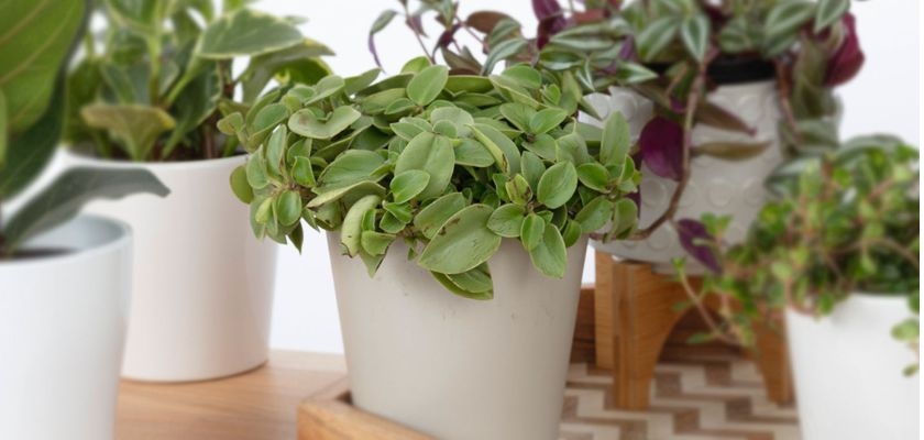 Lush green potted plants in modern white pots, creating a vibrant indoor decor vibe.