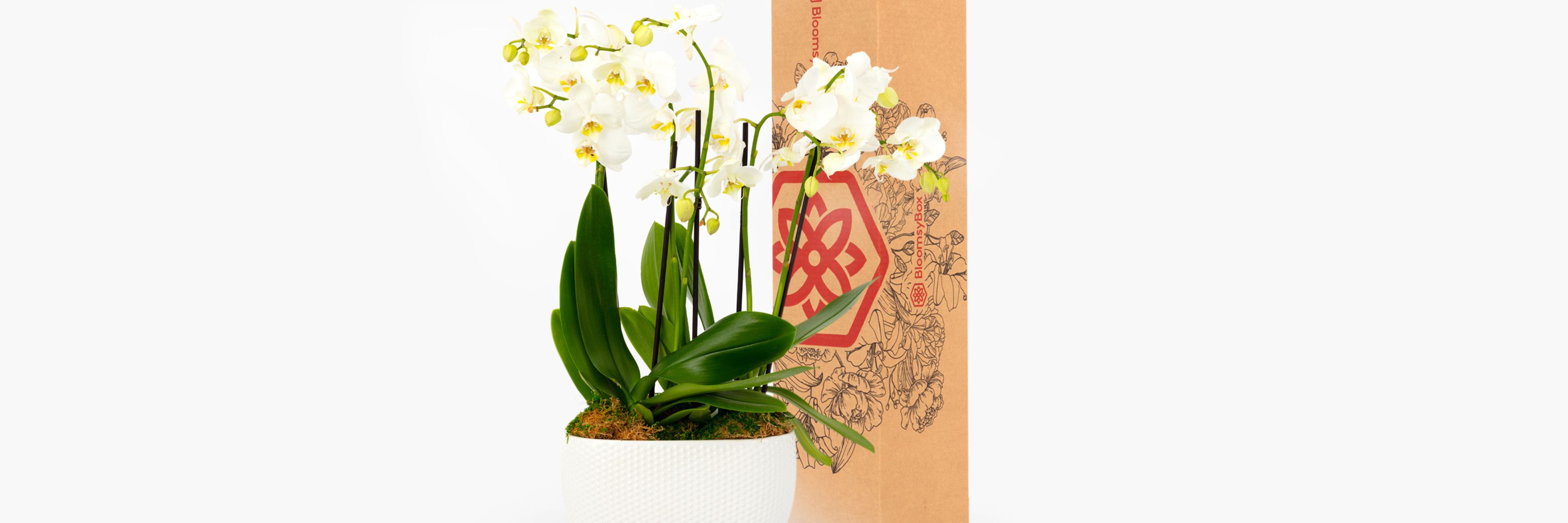 Elegant white orchids in a decorative pot, perfect for home decor or gifting.